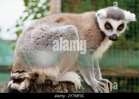 Accattivante primo piano di un Lemur dalla coda ad anello in Habitat naturale, con motivi di pelliccia unici e occhi espressivi. Foto Stock