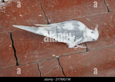 Elegante cockatiel bianco e grigio arroccato graziosamente su una superficie rustica piastrellata di terracotta. Foto Stock