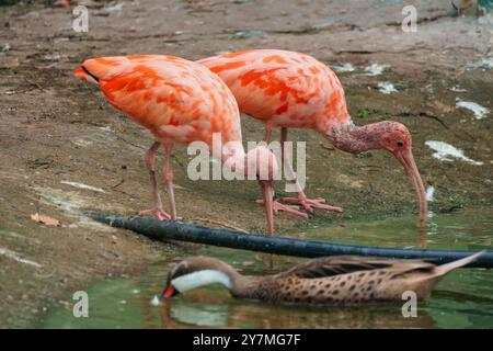 Vivace Scarlet Ibis e Duck By the Water's Edge in un ambiente naturale sereno. Foto Stock