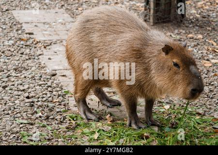 Capybara che pascolano sull'erba verde fresca in un ambiente di parco. Foto Stock