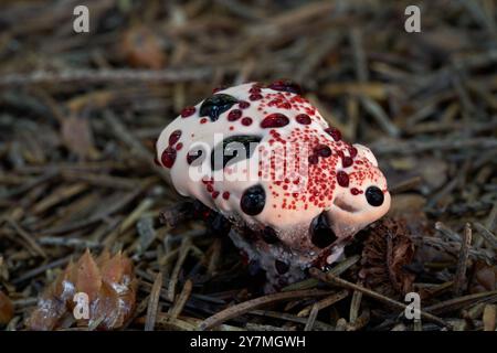 Fungo non commestibile Hydnellum peckii negli aghi. Noto come dente Rosso-succo, fungo sanguinante o dente del Diavolo. Funghi bianchi e rossi selvatici. Foto Stock