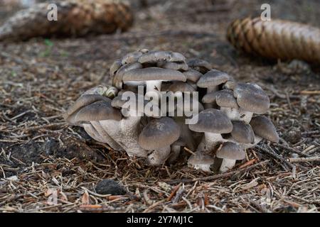 Il Lyophyllum dei funghi commestibili decasta negli aghi. Noto come fungo di pollo fritto o cappa di cupola a grappolo. Mazzo di funghi selvatici nella foresta di abeti rossi. Foto Stock