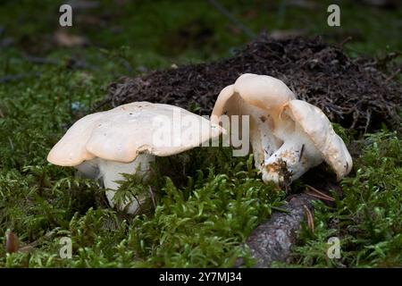 Fungo commestibile Hydnum repandum nel muschio. Conosciuto come Wood Hedgehog o Sweet Tooth. Funghi selvatici nella foresta di abeti rossi. Foto Stock