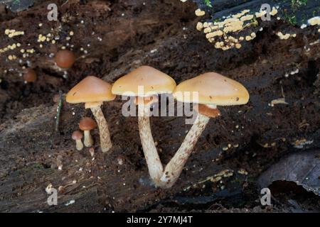 Fungo velenoso mortale Galerina marginata sul legno. Noto come Galerina mortale, Campana funebre o berretto autunnale. Foto Stock