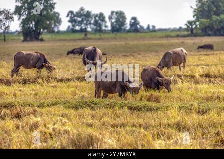 Bufali d'acqua che pascolano in un campo vicino a Tonle SAP, in Cambogia Foto Stock
