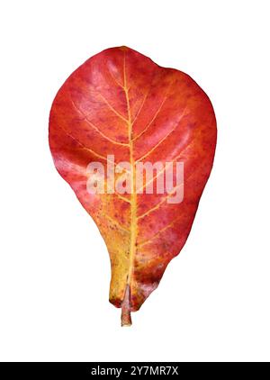 Vecchie foglie di mandorle rosse indiane isolate su sfondo bianco e con percorsi di ritaglio. Foto Stock