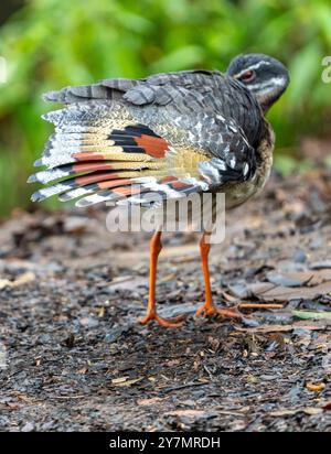 Sunbittern (Eurypyga helias) della Costa Rica Foto Stock