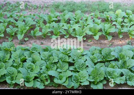 Le verdure a foglia verde coltivate biologicamente nell'orto stanno crescendo diverse verdure. Vista dell'agricoltura verde nel cortile. Foto Stock