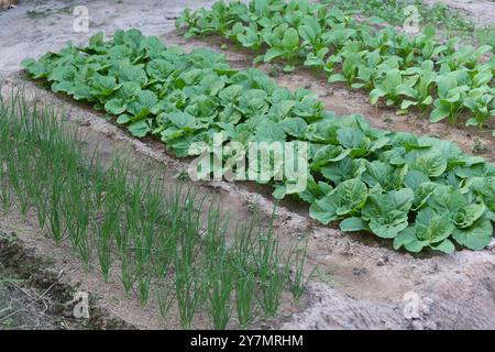 Le verdure a foglia verde coltivate biologicamente nell'orto stanno crescendo diverse verdure. Vista dell'agricoltura verde nel cortile. Foto Stock