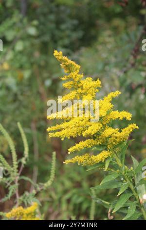 Leaning Canada goldenrod alla Old School Forest Preserve di Libertyville, Illinoi Foto Stock