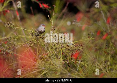 Un piccolo uccello è appollaiato su un ramo in un campo di fiori rossi. L'uccello è circondato da un fogliame verde, che contrasta con i fiori rossi brillanti. T Foto Stock