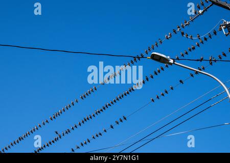 Uccelli seduti su un filo a Petty Harbour–Maddox Cove, Newfoundland & Labrador, Canada Foto Stock
