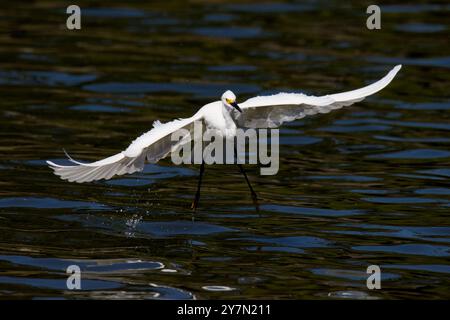 Un airone bianco sta volando sopra un corpo d'acqua. L'uccello è nell'aria e ha le ali spalmate. L'acqua è calma e limpida, e il cielo è blu. T Foto Stock