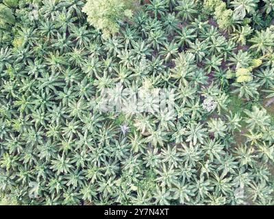Vista aerea della piantagione di palme da olio Foto Stock