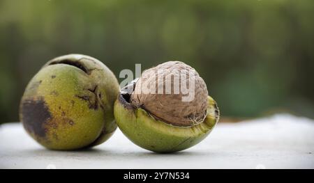Due noci verdi con una parzialmente aperta, che rivelano la noce marrone all'interno. Lo sfondo è sfocato, evidenziando le noci in primo piano. Foto Stock