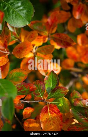 Foglie autunnali vivaci nelle tonalità del rosso, dell'arancione e del verde. Foto Stock