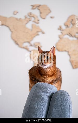 Gatto seduto su una sedia con sfondo della mappa del mondo. Foto Stock