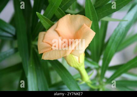 Fiore di Oleandro color albicocca (Cascabela Thevetia) su un albero. Foto Stock