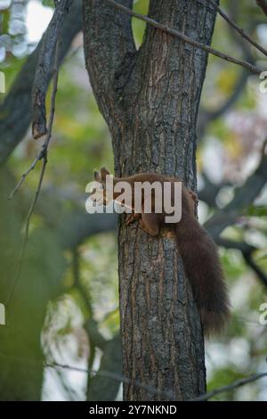 Scoiattolo che mangia ghiande di quercia su un albero con fogliame di foglie autunnali Foto Stock