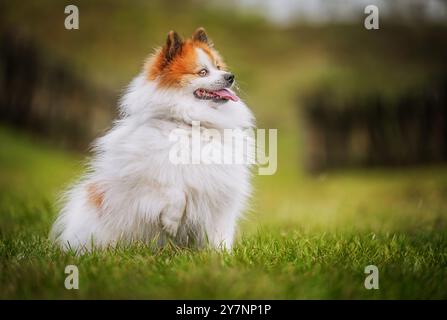 Simpatico cane spitz della pomerania seduto sull'erba verde. Foto Stock
