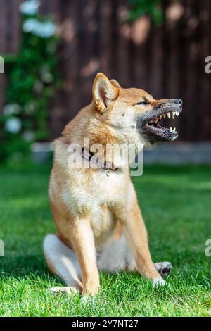 Ritratto di un simpatico cucciolo Shiba Inu seduto in giardino. Sfondo naturale sfocato. Foto Stock
