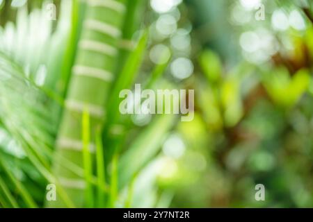 Culmi e foglie di bambù verde bokeh. Motivo o sfondo estivo tropicale verde chiaro. Foto Stock