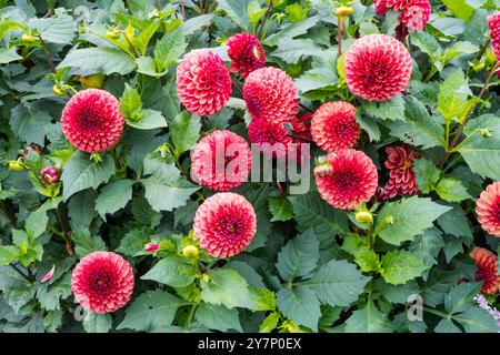 Dahlia piantate in un bordo di fiori da giardino. Foto Stock