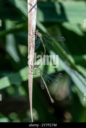 Maschio e femmina, Willow Emerald Damselfly, Chalcolestes viridis Foto Stock