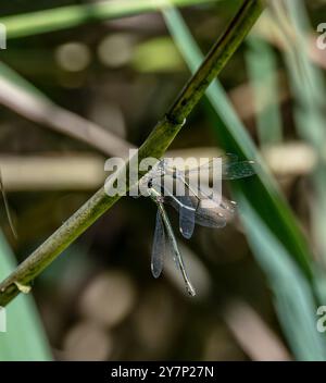 Maschio e femmina, Willow Emerald Damselfly, Chalcolestes viridis Foto Stock