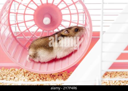 Un criceto giocoso corre energicamente sulla sua ruota all'interno di una gabbia luminosa e colorata Foto Stock