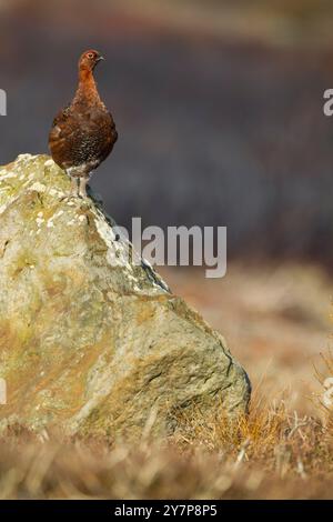 Maschio rosso grospo (Lagopus lagopus scotica) in piedi su un masso in una calda luce del mattino contro un'area di erica bruciata nelle brughiere di North York Foto Stock