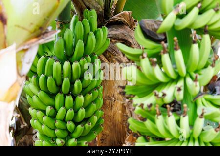 Fattorie e piantagioni di banane a Tenerife, Spagna. Scala industriale. Primo piano sulle banane tropicali verdi. Palme con grappoli di frutta in vendita su Foto Stock