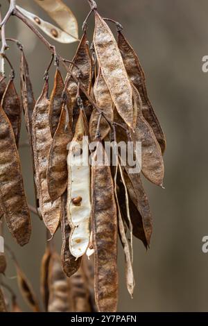 Primo piano di una capsula di semi di colore marrone "Robinia pseudoacacia" su uno sfondo naturale brillante. Foto Stock