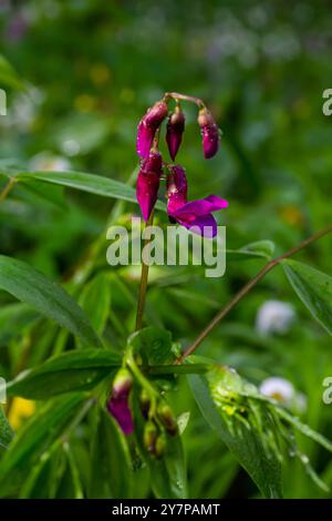 Fiori di primaverile Lathyrus vernus pianta in natura selvaggia. Maggio. Foto Stock