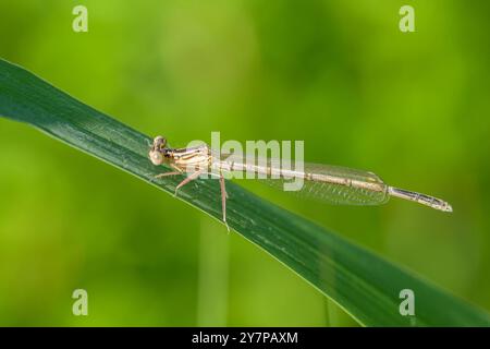 Una damigella blu Platycnemis pennipes che riposa su una foglia, giornata di sole in estate Austria Goldegg Austria Foto Stock