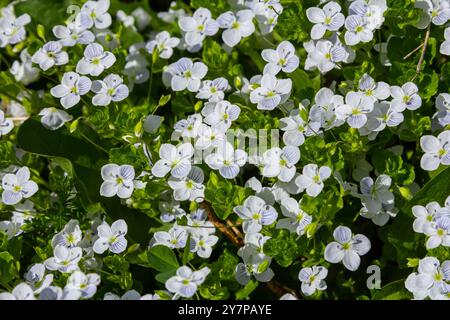 Veronica agrestis, comunemente nota come Green Field speedwell. Foto Stock