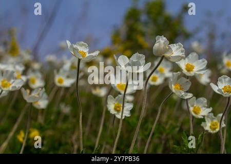 Anemonoides sylvestris Anemone sylvestris, noto come anemone a goccia di neve o fiore a goccia di neve, è una pianta perenne che fiorisce in primavera. Foto Stock