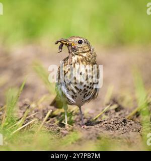 A Song Thrush alla ricerca di cibo sul terreno, giorno di sole in estate nel nord della Germania Lancken-Granitz Germania Foto Stock