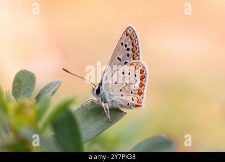 Primo piano Fotografia macro di una piccola farfalla bellezza naturale catturata da vicino Foto Stock