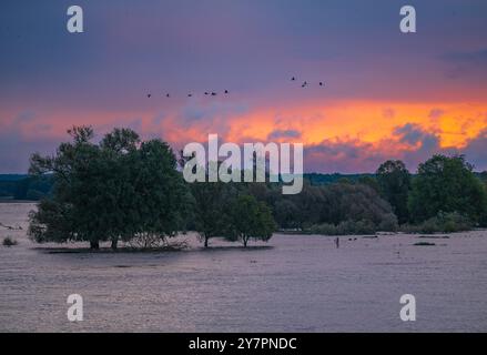 28 settembre 2024, Brandeburgo, Groß Neuendorf: Le gru volano all'alba sul paesaggio con l'inondazione del fiume di confine tedesco-polacco Oder nell'Oderbruch. Foto: Patrick Pleul/dpa Foto Stock