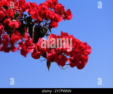 Magenta Bougainvillea, contro un cielo azzurro. Marocco. Bouganvillea spectabilis. Copia spazio. Foto Stock