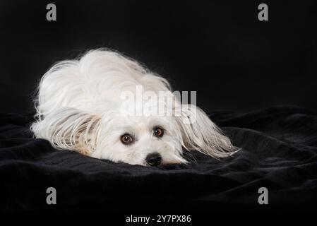 Cane crestato cinese su sfondo nero Foto Stock