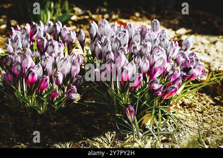 Il primo bianco-rosso crocus sbocciano fiori nella foresta glade in primavera Foto Stock