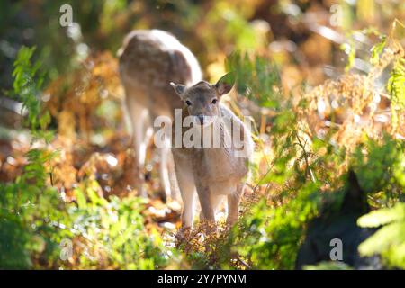 Vista frontale di un bellissimo cervo selvatico (Dama dama) che si trova alla luce del sole autunnale nel bosco britannico. Foto Stock