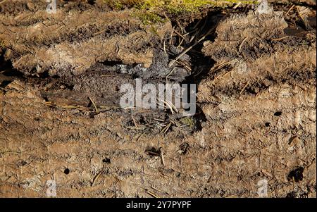 La struttura del vecchio albero è ricoperta di corteccia naturale con muschio e aghi vista ravvicinata dall'alto Foto Stock