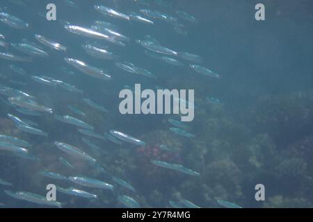 piccoli pesci nel mare rosso (pesce lattiero) Foto Stock