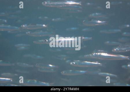 piccoli pesci nel mare rosso (pesce lattiero) Foto Stock