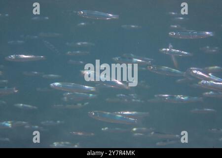 piccoli pesci nel mare rosso (pesce lattiero) Foto Stock