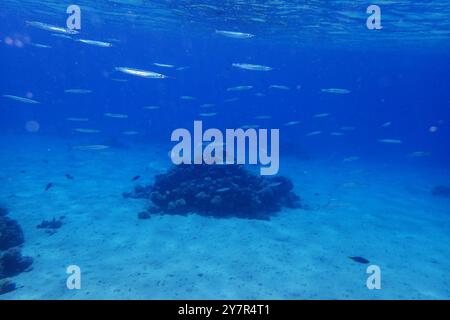 piccoli pesci nel mare rosso (pesce lattiero) Foto Stock