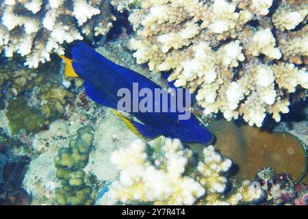 Tang di coda gialla - (Zebrasoma xanthurum) pesce del Mar Rosso Foto Stock